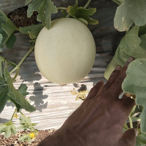 Organic Muskmelon